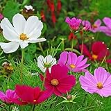 コスモス 苗 ソナタ ミックス Sonata mix 3ポットセット（9cmポット苗）