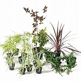 オンリーワン ボーダー花壇 植栽セット シック ディアボロ カッコいい景色 SZ6-SET03