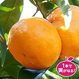 蜜柑(ミカン)の苗木　日南の姫（ひなのひめ）2年生苗