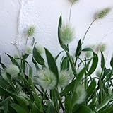 ラグラス・オバタス（バニーテール）3号ポット4株セット[うさぎのしっぽ] ノーブランド品