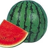 【メール便配送】　国華園　野菜たね　スイカ　一代交配紅こだま西瓜　1袋(2ml)【※発送が国華園からの場合のみ正規品です】