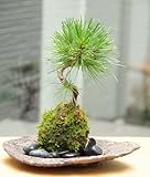 置くだけで温かみを感じるモダンな苔玉【黒松の苔玉・くらま岩器・敷石セット】 (黒石)