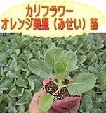 カリフラワー オレンジ美星（みせい） 9cmポット苗 5ポットセット