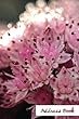 Address Book.: (Flower Edition Vol. E53)Pink Flower Design Glossy and Soft Cover, Large Print, Font, 6 X 9 for Contacts, Addresses, Phone Numbers, Emails, Birthday and More.