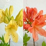 ツツジ：レンゲツツジ2品種セット（キレンゲとカバレンゲ）3.5号ポット ノーブランド品