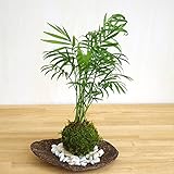 いつでもリゾート気分を味わえる苔玉【テーブルヤシの苔玉・くらま岩器・敷石セット】 (敷石の色（白石）)