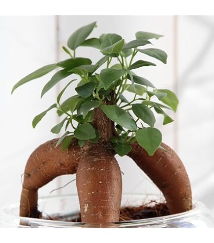 Amazon.co.jp: パンダ ガジュマル 斑入りPanda Gajyumaru Variegated