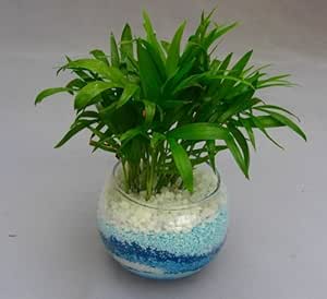 Amazon ハイドロカルチャー観葉植物 カラーサンド ブルー ２鉢セット バブ10 カラーサンドの観葉植物は 手作りだから世界にひとつだけの模様です いろいろな場所に飾って楽しめます また贈り物にも最適です 観葉植物 オンライン通販