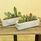 観葉植物：サボテン寄せ植え*