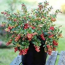 Amazon.co.jp: ITANSE リンゴンベリー 挿し木苗 3号 2個