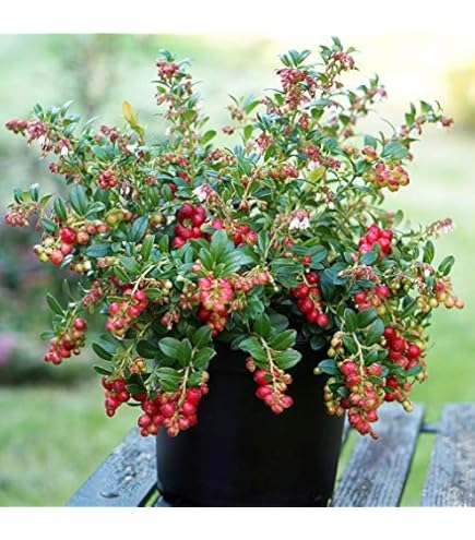 Amazon.co.jp: クランベリー苗木 1年生苗 12-13.5cmポット苗 : DIY