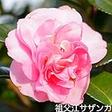 さざんか 祖父江（そぶえ） 根巻き苗 庭木 サザンカ 苗木 植木