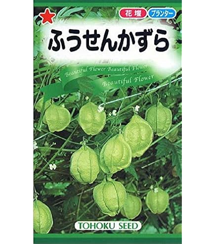 Amazon.co.jp: フウセンカズラの種200粒 ふうせんかずら 緑のカーテン