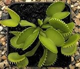 Dionaea muscipula Harmony - venus fly trap - 3 seeds