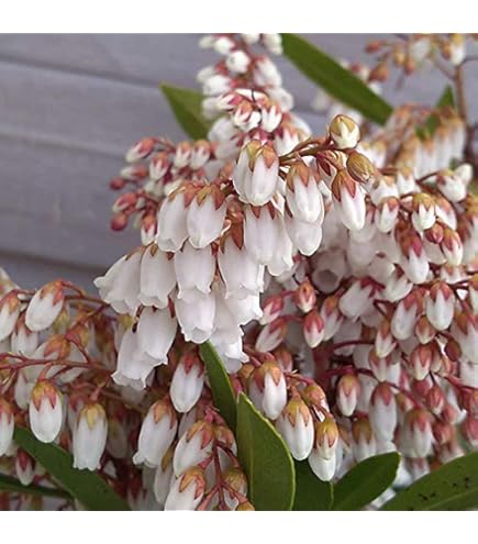 馬酔木、赤花アセビ『庭木用』『樹高約250㌢』 綺麗な樹形。近畿地方のみ配達可能 imgrc0088694655.jpg