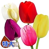 国華園 チューリップ 特大球 5色50球セット (各10球)【※発送が国華園からの場合のみ正規品です】