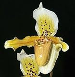 Paphiopedilum exul - lady slipper orchid - 100 seeds