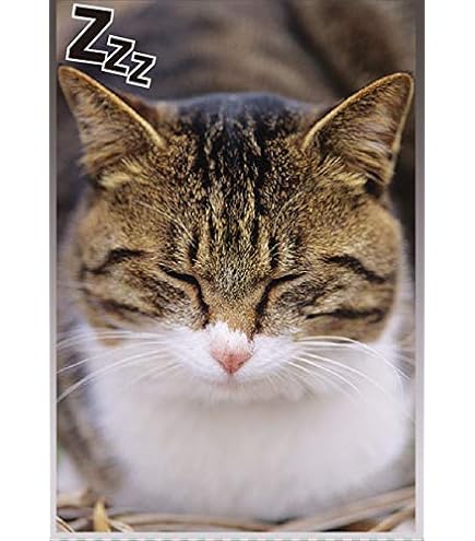 Amazon | ブロッコリーキャラクタースリーブ 猫「チラッ」 リバイバル