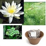 (ビオトープ/睡蓮)睡蓮(スイレン) 白+陶鉢440+ビオの土6+固形栄養素+ヒメダカ6匹+浮草セット 説明書付 本州・四国限定[生体]