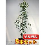 【ノーブランド品】 シラカシ 樹高1.2m前後 18cmポット 【5本セット】
