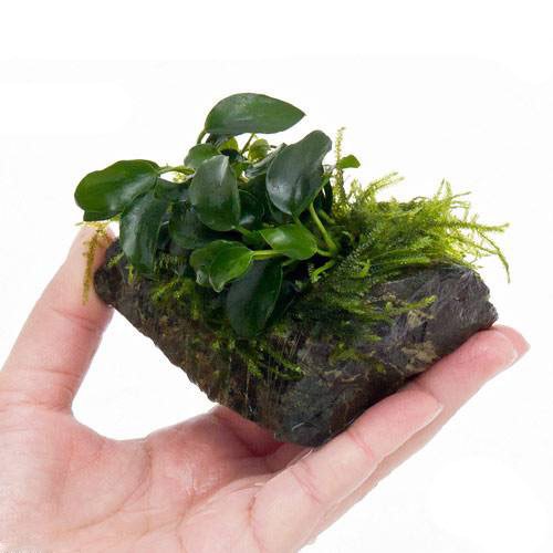 (水草)アヌビアスナナ プチ&ウィローモス付 風山石(約10cm前後)(1個) 本州・四国限定[生体]