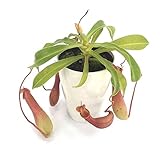 食虫植物 Nepenthes Ventrata (ネペンテス ベントラーター)３号深白鉢