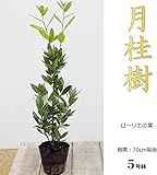 月桂樹の木（ローリエ Laurier） ５号ポット植え1株