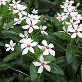 ニチニチソウ：ミニナツカザグルマ3.5号ポット 3株セット ノーブランド品