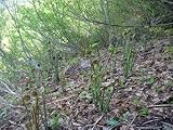 庄内の恵み屋 山形県庄内産 ぜんまい 苗 2株