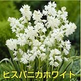 植えたままで毎年咲くお手軽 シラー100球パック【ヒスパニカホワイト】 もう、あっちこっちにいっぱい植えてね*お届け先によっては別途送料がかかります