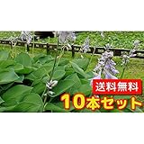 【ノーブランド品】ギボウシ/10.5cmポット【10本セット】