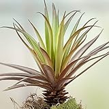 工場直接クラフト®ペアの人工Spikey Succulent Picks for Crafting、Arranging and Embellishing