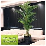 人工観葉植物 アレカヤシ 270cm