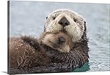 Milo Burchamプレミアムシックラップキャンバス壁アート印刷題名メスSea Otter Holding新生児Pupアウトの水、Prince Williamサウンド 48" x 32" 1035