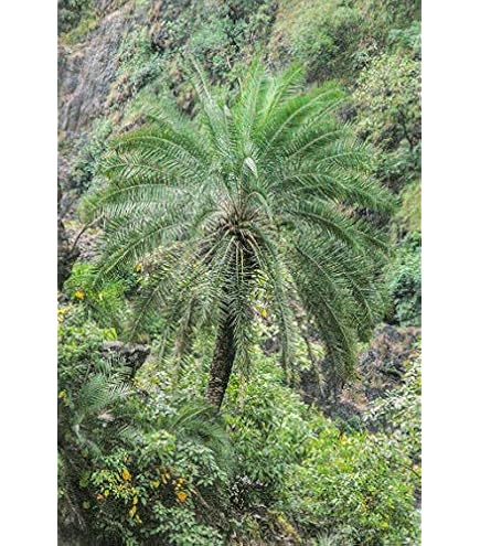 Amazon｜【観葉植物／種子】Sabal Minor ミキナシサバル◎耐寒性の高い