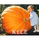 30個/袋野菜の種、アトランティックジャイアントパンプキンシード庭種子、＃の5VMH1Q