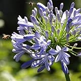 クリニークパープルクンシラン属の種アガパンサスアフリカヌス種子