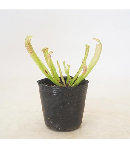 Amazon.co.jp: 大彰園ハエトリソウ赤系癒着系2種セット 食虫植物