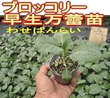 ブロッコリー 早生万蕾（わせばんらい） 9cmポット苗 5ポットセット