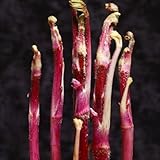 国華園　山菜苗　紅ウド　2株【※発送が国華園からの場合のみ正規品です】