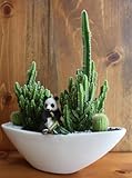 サボテン/カクタス寄植えサファリ（パンダ）器カラー：ホワイト