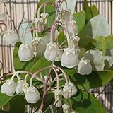 ゼノビア 3年生苗