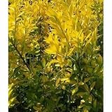 【10本セット】 オウゴンマサキ 樹高0.4m前後 15cmポット おうごんまさき （黄金マサキ） 生垣用 苗木 植木 苗 庭木 生け垣