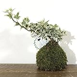 苔玉 ホワイトベールの苔玉