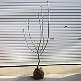 庭木：ライラック　極太幹！！　紫花*シンボルツリーならこのくらいの太さでちょうど良い！