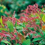 アイ（藍） 種 小袋 （ アイ（藍）の種 ）