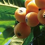 ビワ 苗 【長崎早生ビワ】 1年生 接ぎ木 ポット苗 枇杷 苗木 シンボルツリー 常緑果樹 果樹苗木