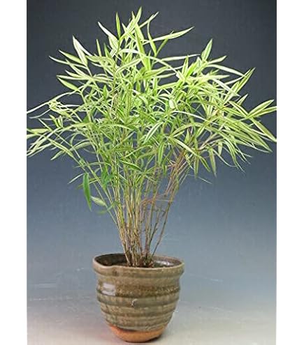 Amazon.co.jp: 金明竹の鉢植え（高足鉢） : DIY・工具・ガーデン