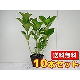 【ノーブランド品】 アジサイ 白花 樹高0.3m前後 15cmポット 【10本セット】