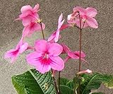 Streptocarpus daviesii - Cape primrose - Red nodding bells - 10 seeds